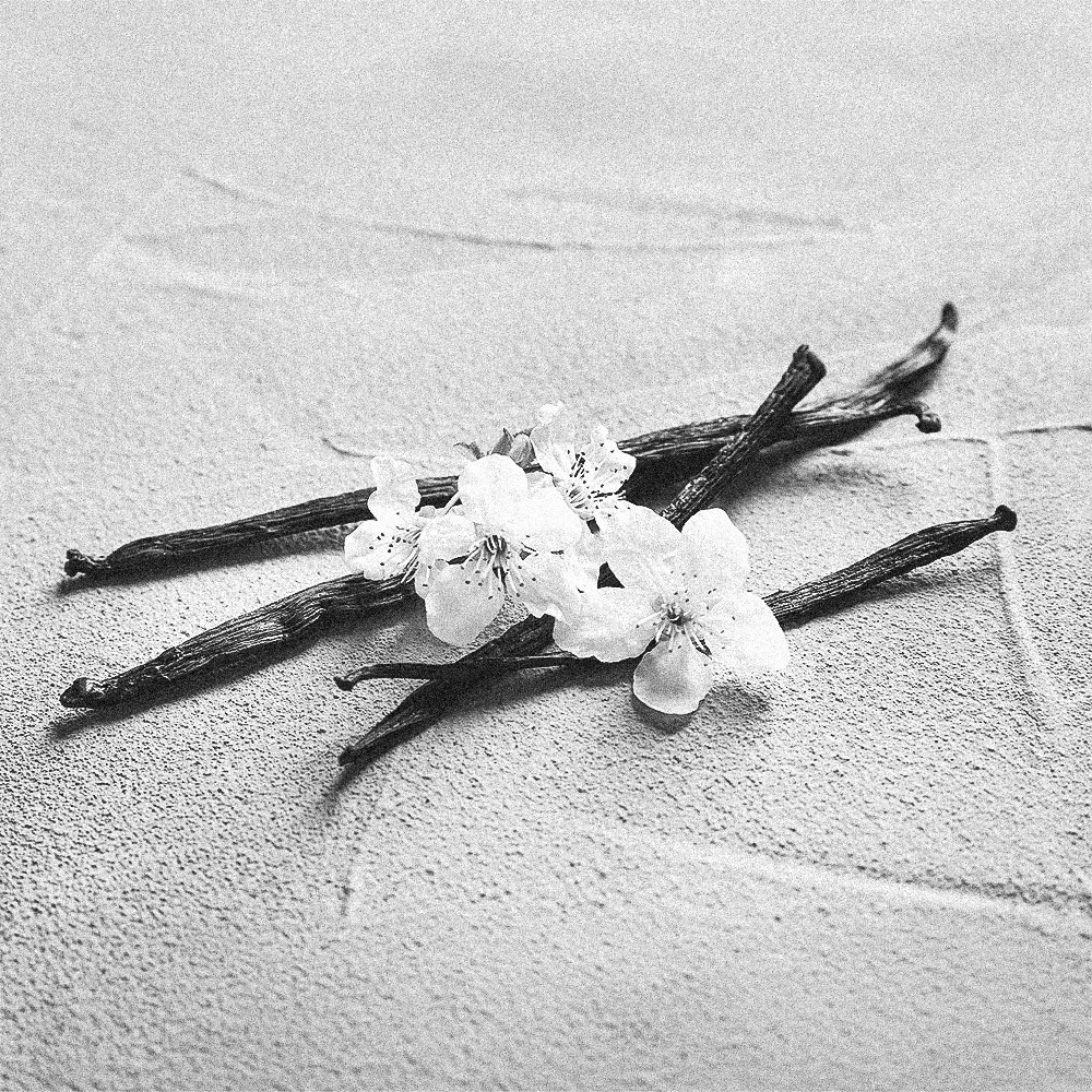 Vainas de vainilla con flores sobre superficie clara, ingrediente clave en perfumes de vainilla dulces y envolventes